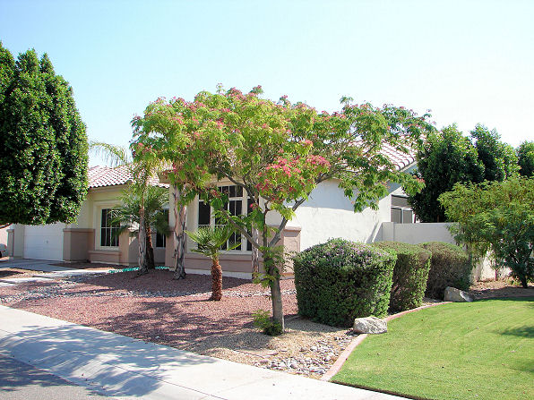 Albizzia julibrissin